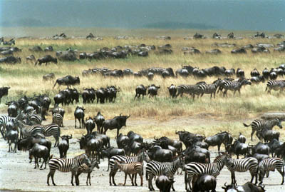Zebra and Wildebeest in the Serengeti