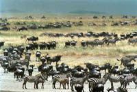 Zebra herds