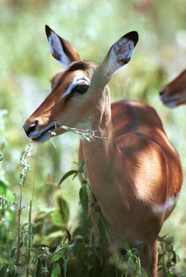 Impala in the Serengeti
