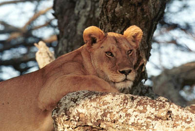 Lion in a Tree in the Serengeti