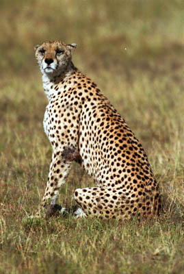 Cheetah in Serengeti