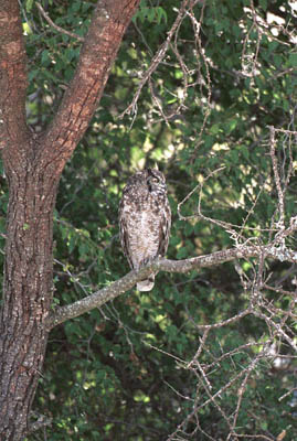 Owl in the Serengeti