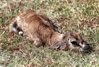Newborn gazelle