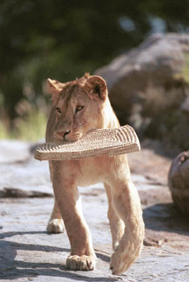 Picnic Lion in the Serengeti