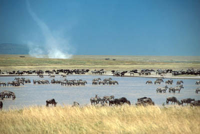 Water Hole in the Serengeti