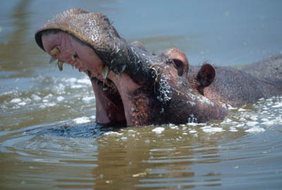 Hippopotamus in the Serengeti