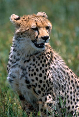 Cheetah in the Serengeti