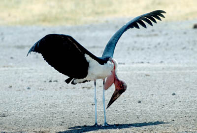 Stork in the Serengeti