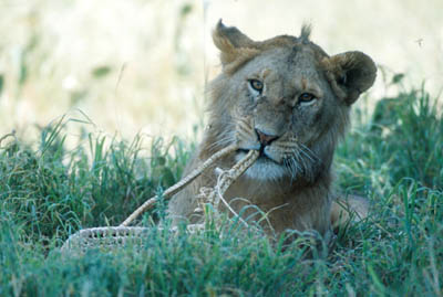 Picnic Lion in the Serengeti
