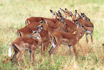 Impala harem in Tarangire