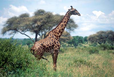 Giraffe in Tarangire