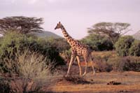 samburu giraffe 1