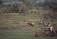 masai mara zebra