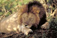 masai mara lion 1