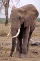 elephant of amboselli