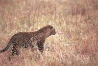 serengeti leopard 1