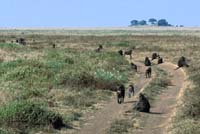 baboons in the serengeti