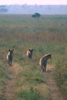 hyena pack in the serengeti