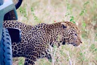 serengeti leopard 3