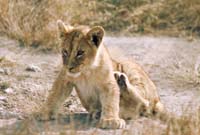 serengeti lions 4