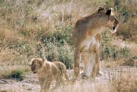 serengeti lions 3