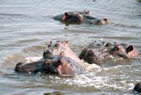 hippo pool 2