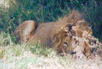 serengeti lions 2