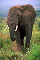 tarangire elephant 1