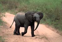 tarangire elephant 4