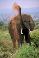tarangire elephant 5
