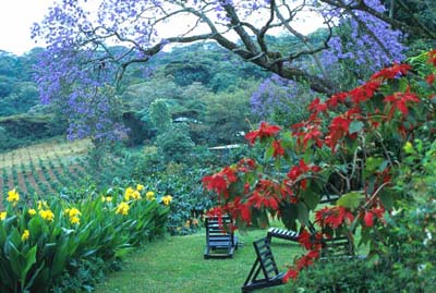 Gardens at Gibbs Farm