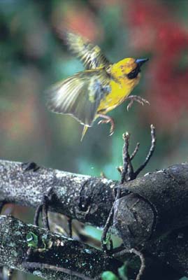 Birds at Gibbs Farm