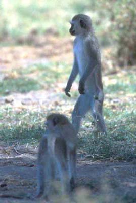 Vervet Monkeys