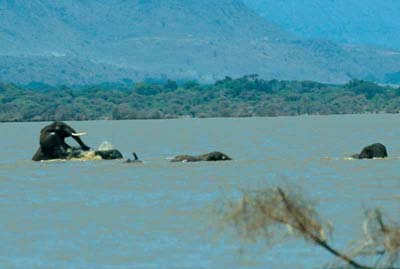 Elephants in the Lake