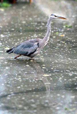 Heron