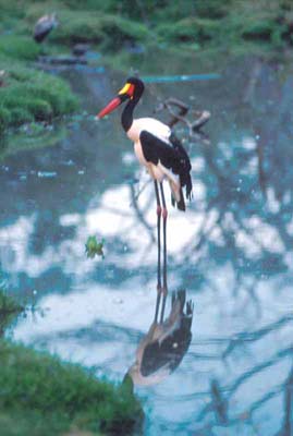 Saddle Billed Stork