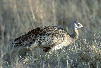 Bustard