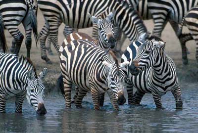 Zebra at a water hole