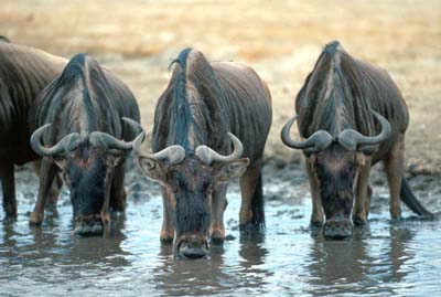 Wildebeest