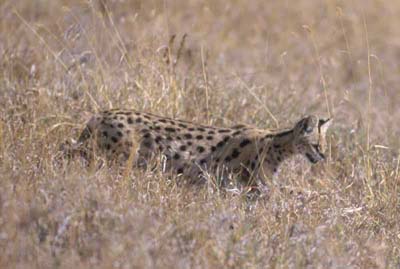 Serval Cat