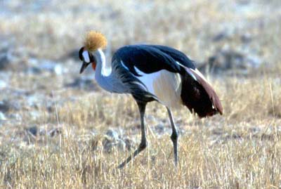 Crowned Crane