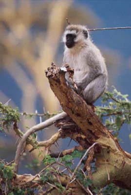 Vervet Monkey