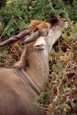 Eland