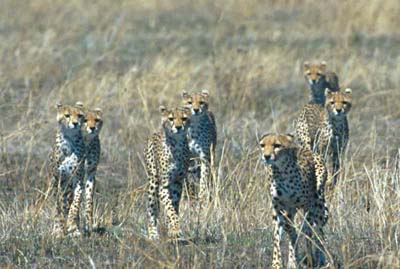 Cheetah Family