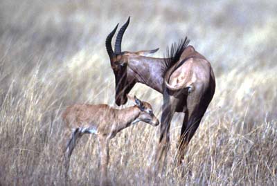 Topi Mother and Calf