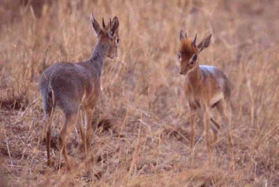 Dikdik Dispute