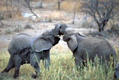 Teenage Elephant Dispute