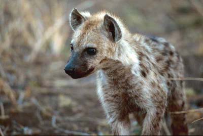 Spotted Hyena Cub