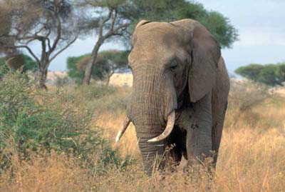 Elehant in Tarangire