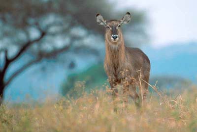 Waterbuck in Tarangire